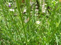 Leptopterna dolabrata