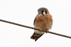 Falco sparverius paulus