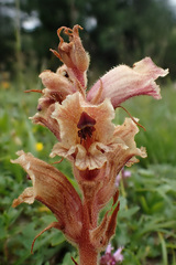 Orobanche alba