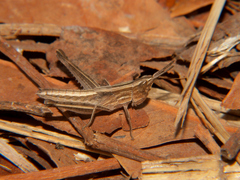 Machaeridia conspersa
