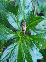 Zelus grassans