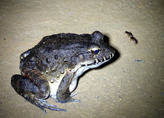 Leptodactylus labyrinthicus
