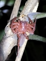 Thelcticopis