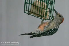 Melanerpes carolinus