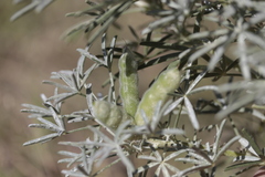 Lupinus angustifolius