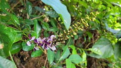 Pueraria