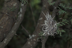 Tillandsia recurvata