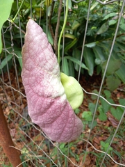 Aristolochia gigantea