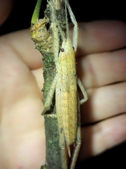 Segestidea queenslandica