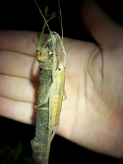 Segestidea queenslandica