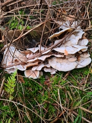 Merulius tremellosus