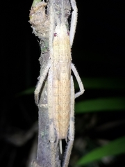 Segestidea queenslandica