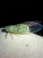 Chlorocysta suffusa