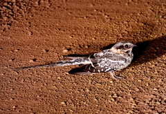 Hydropsalis torquata