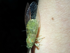 Chlorocysta suffusa