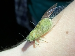 Chlorocysta suffusa