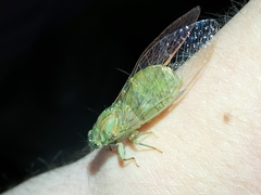 Chlorocysta suffusa