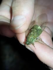Chlorocysta suffusa