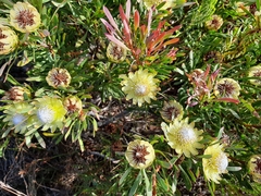 Protea scolymocephala