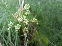 Meum athamanticum