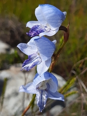 Disa purpurascens