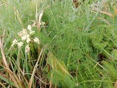 Meum athamanticum