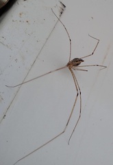 Crossopriza