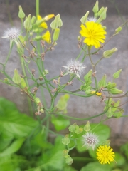 Youngia japonica