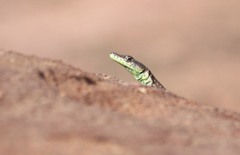 Platysaurus minor
