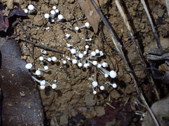Termitomyces microcarpus