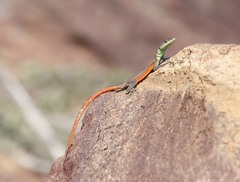 Platysaurus minor