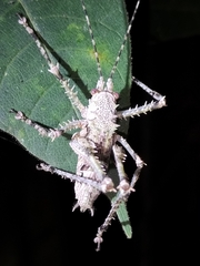 Phricta spinosa