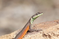 Platysaurus minor