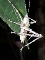 Phricta spinosa