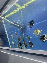 Pterophyllum scalare