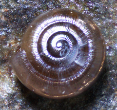 Paravitrea lamellidens