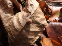 Caryomyia