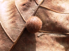 Caryomyia