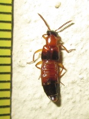 Staphylinoidea