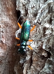 Cicindelinae