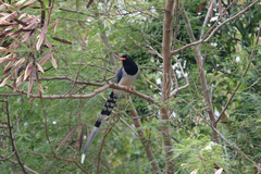Urocissa erythroryncha