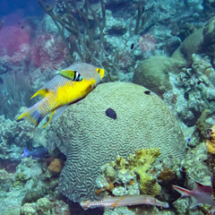 Aulostomus maculatus