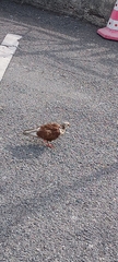 Columba livia domestica