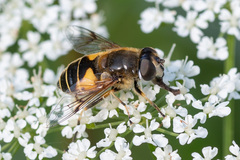 Eristalis horticola