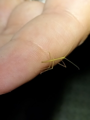 Scionecra queenslandica