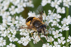 Eristalis horticola
