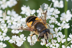 Eristalis horticola