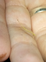 Scionecra queenslandica