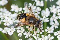 Eristalis horticola