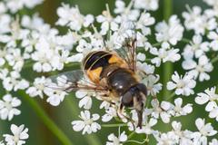 Eristalis horticola